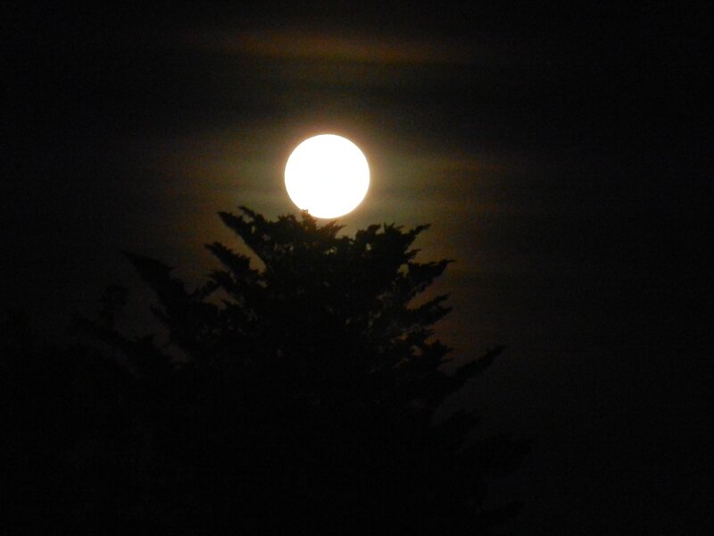 Full Moon Behind Tree — Black, Serene