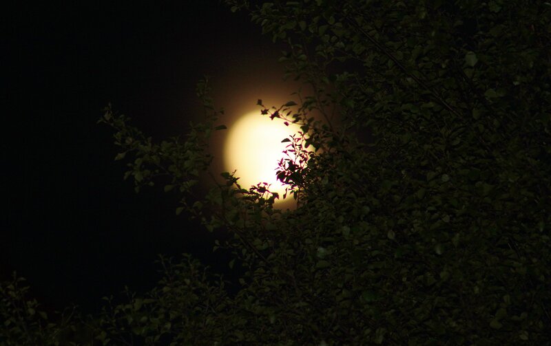 Full Moon Behind Tree — Black