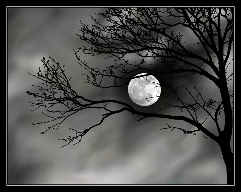 Full Moon Behind Tree