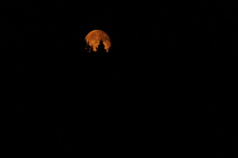 Full Moon Behind Trees — Black