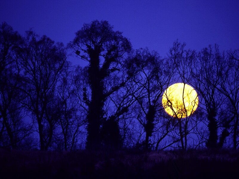 Full Moon Behind Trees — Blue, Serene