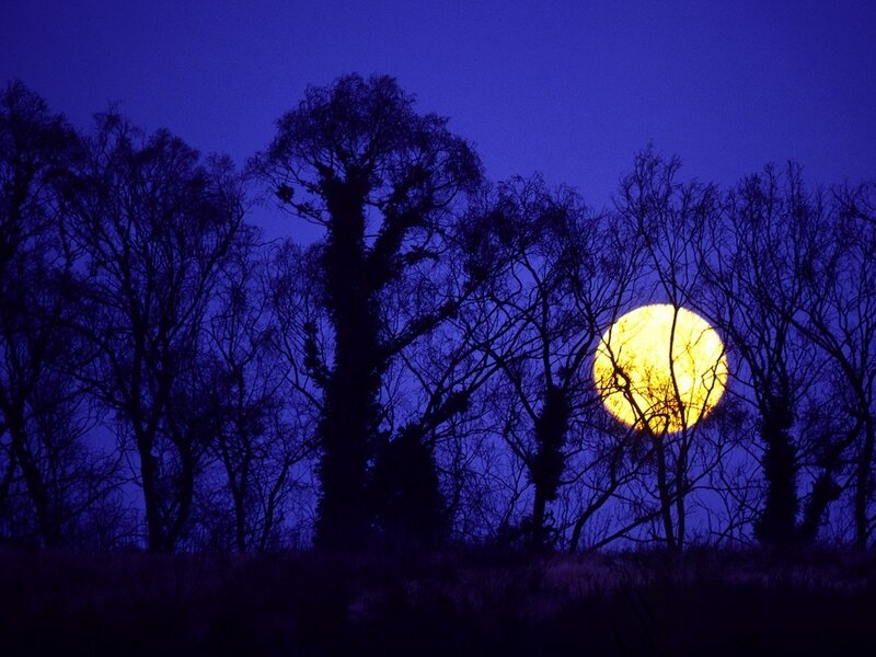 Full Moon Behind Trees — Blue