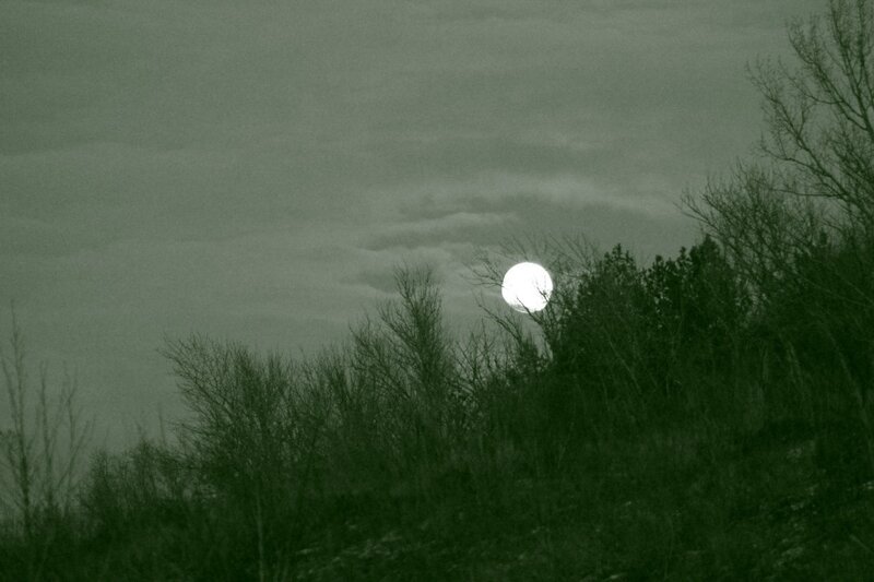 Full Moon Behind Trees — Green