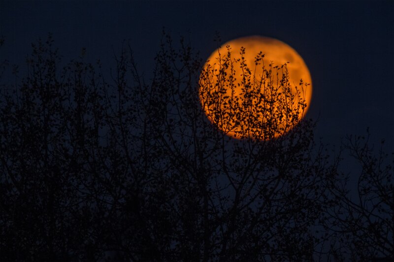 Full Moon Behind Trees — Orange