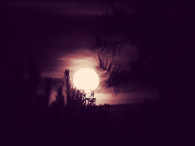 Full Moon Behind Trees — Purple