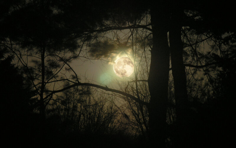 Full Moon in Forest — Black