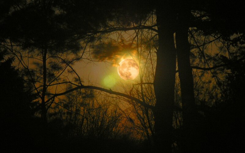 Full Moon in Forest — Orange