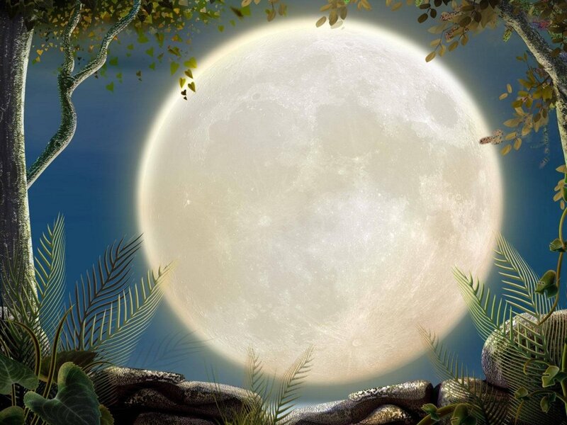 Full Moon in Forest — White