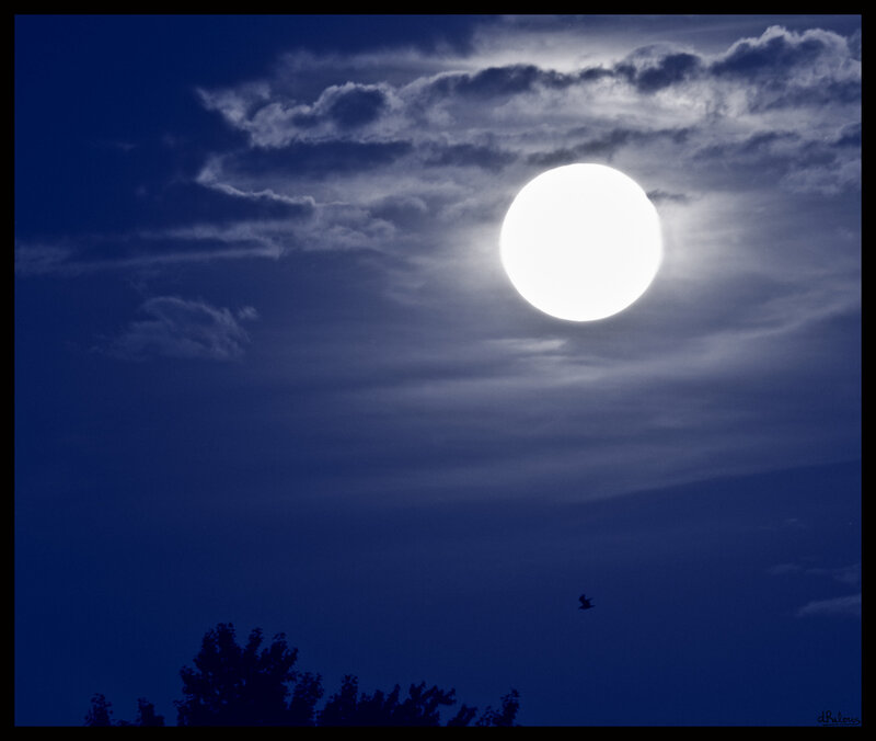Full Moon in Night Sky — Blue, Serene, Photograph, Clouds, Bird