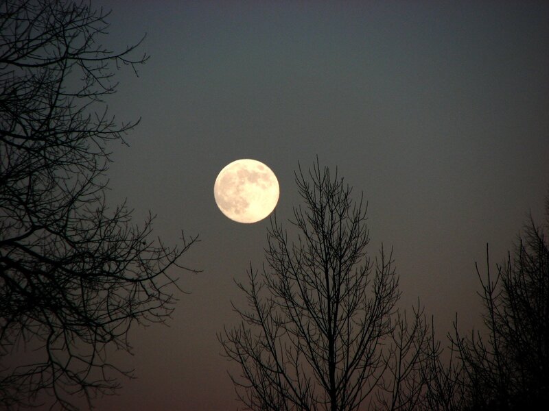 Full Moon in Night Sky — Gray, Serene, Photograph, Trees