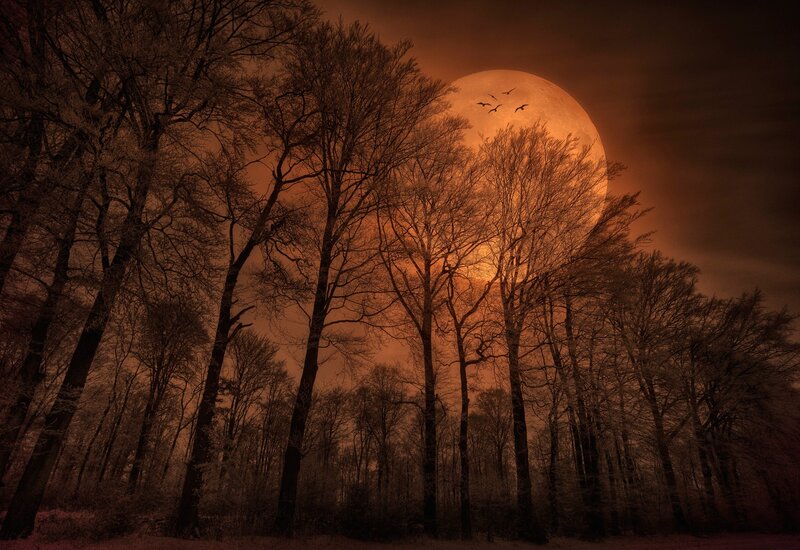 Full moon over bare trees