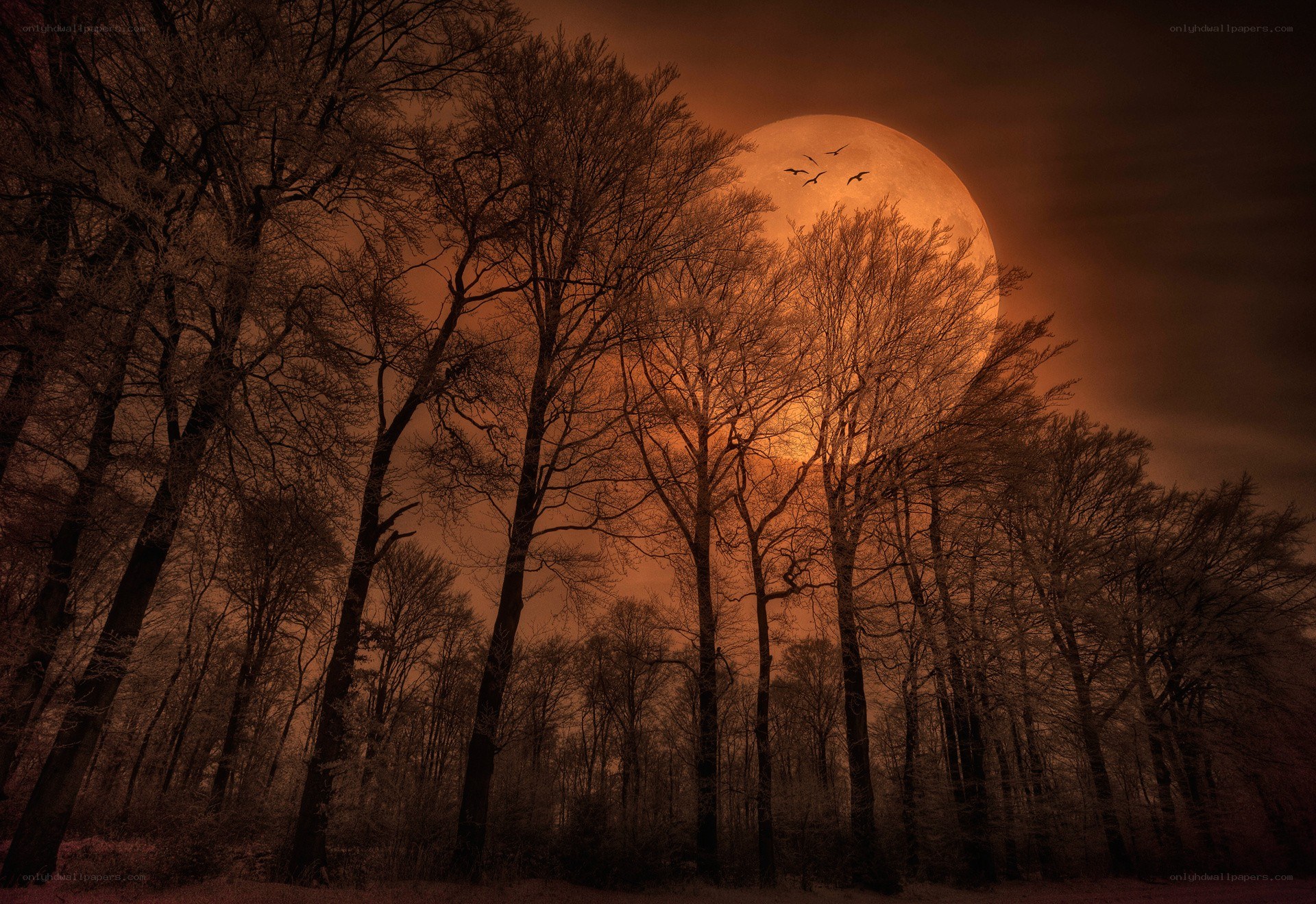 Full moon over bare trees