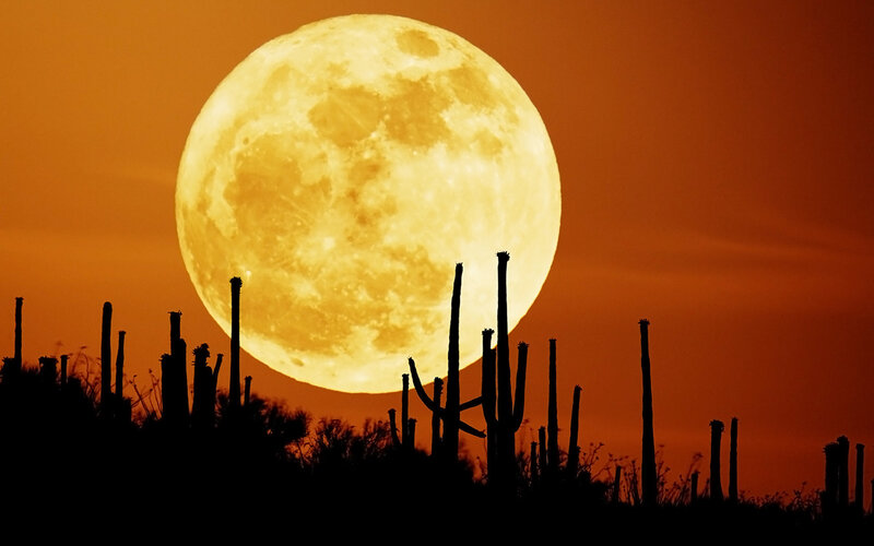 Full Moon over Cacti — Orange, Dramatic, Night, Photograph, Cactus