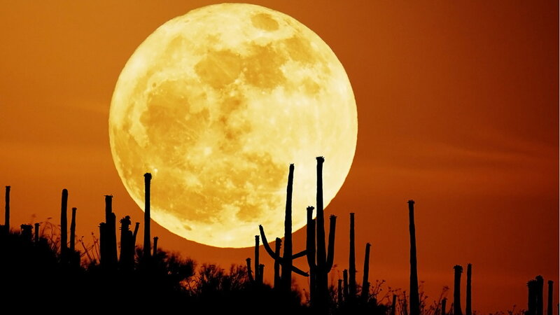 Full Moon over Cacti — Orange, Dramatic, Night, Photograph