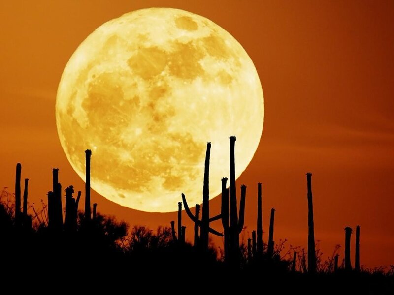 Full Moon over Cacti — Orange, Dramatic
