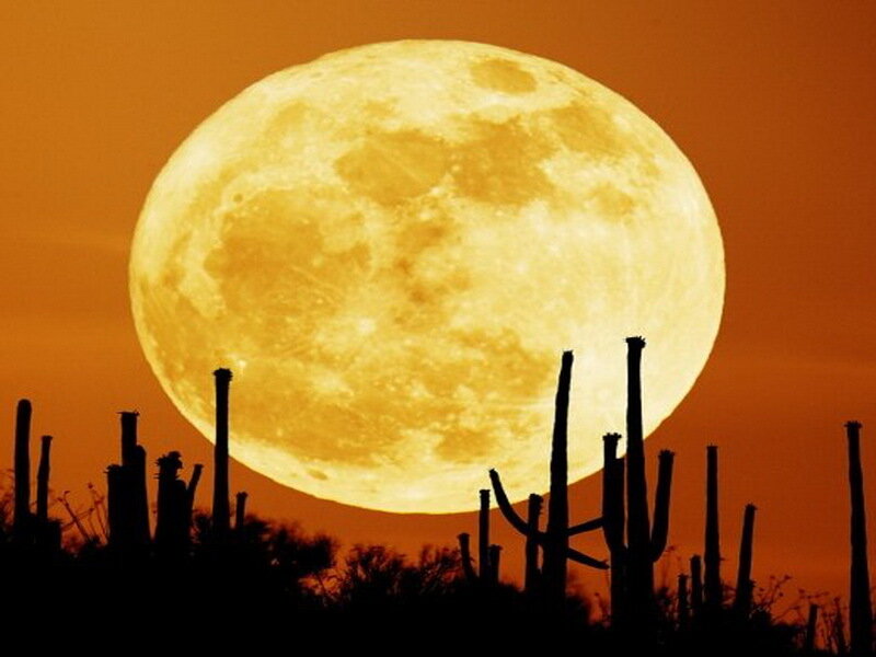 Full Moon over Cacti — Orange