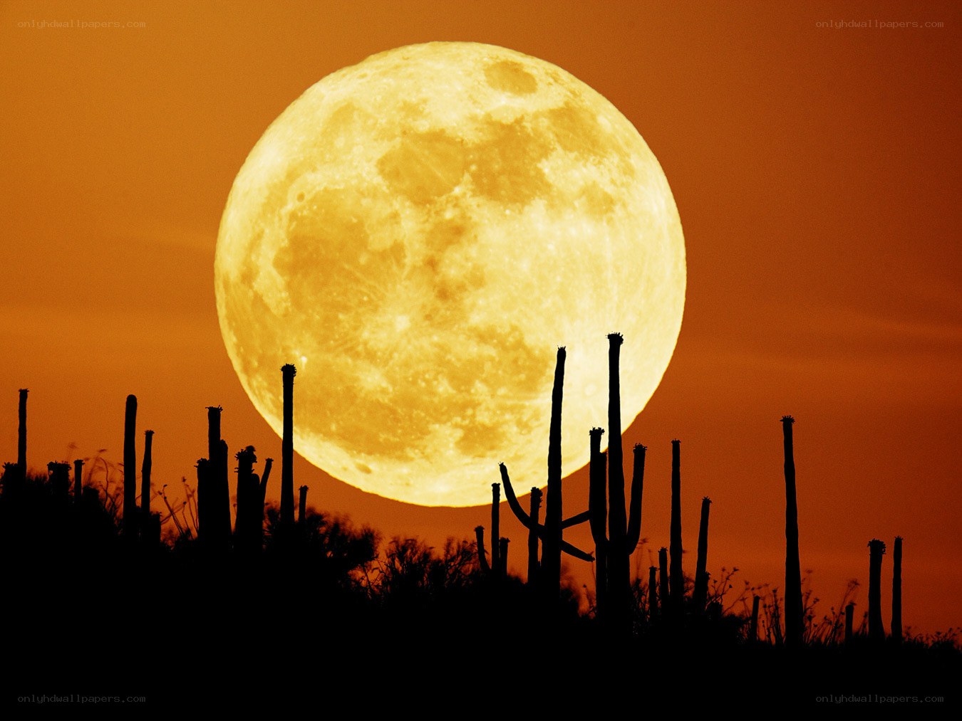 Full moon over cacti