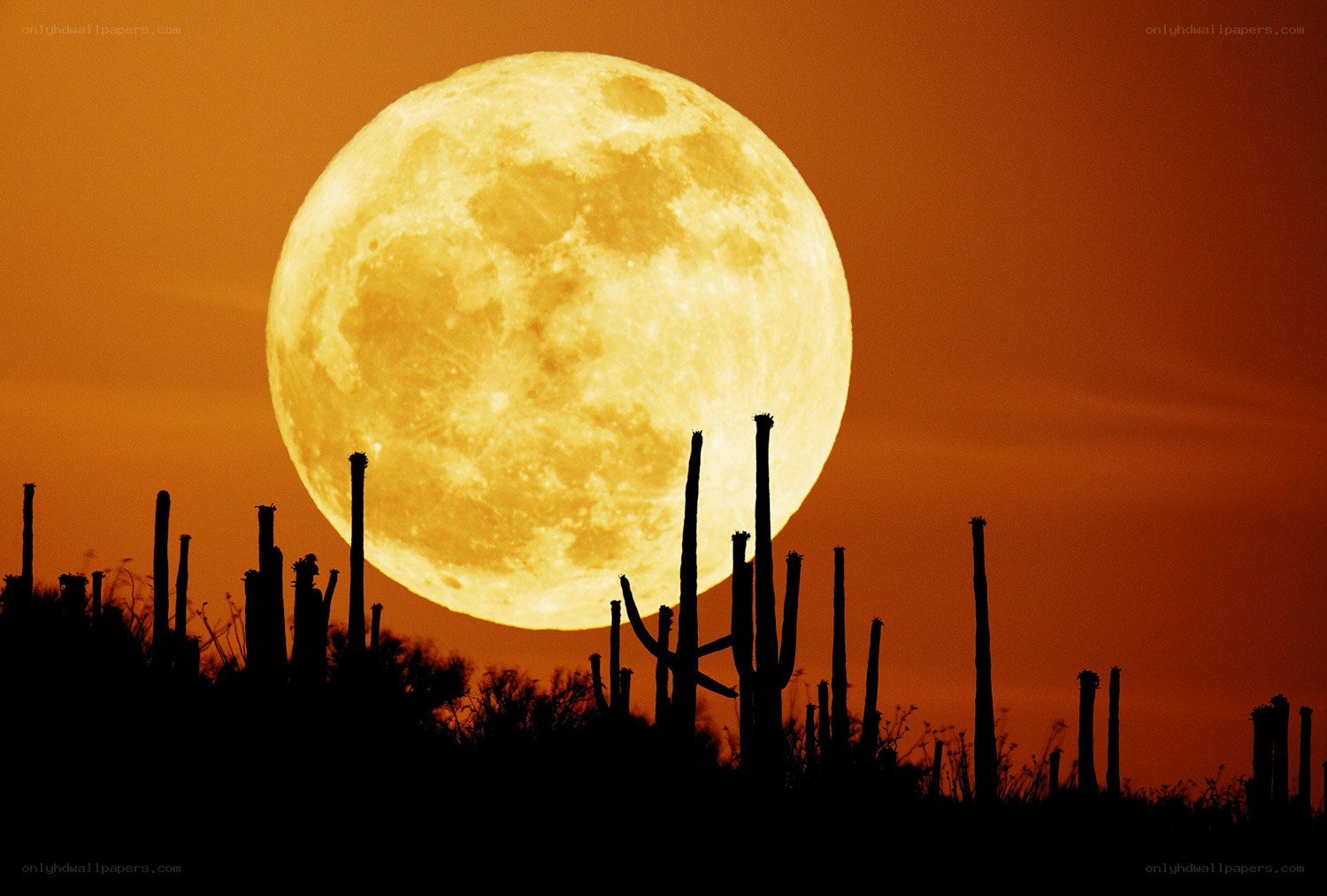 Full moon over cactus silhouettes