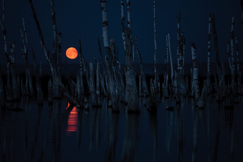 Full Moon over Dead Trees