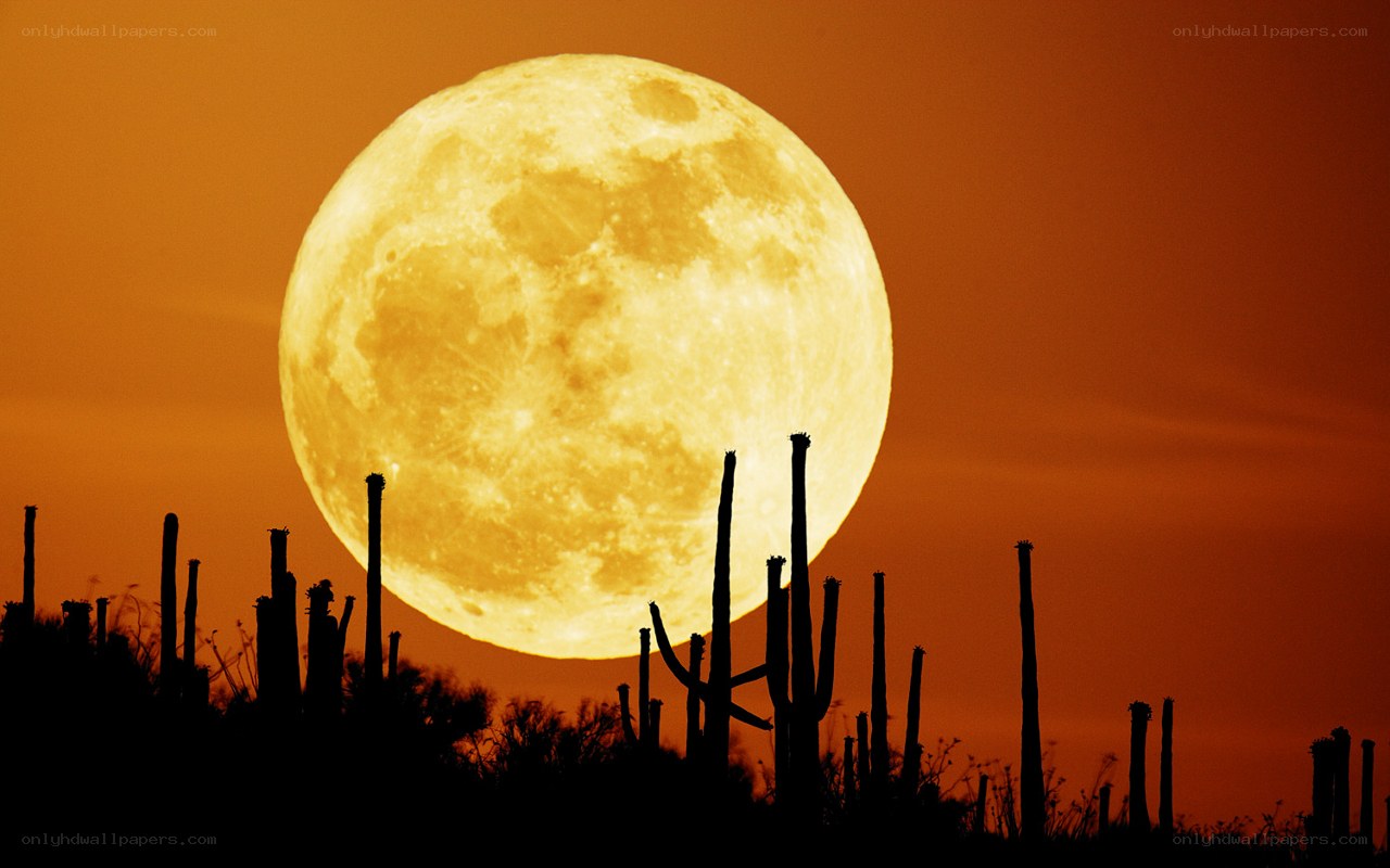 Full moon over desert cacti