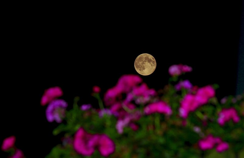 Full Moon over Flowers