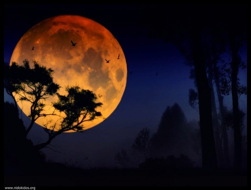 Full moon over forest