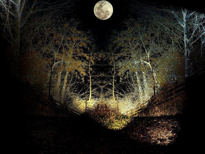 Full Moon over Forest — Black, Serene