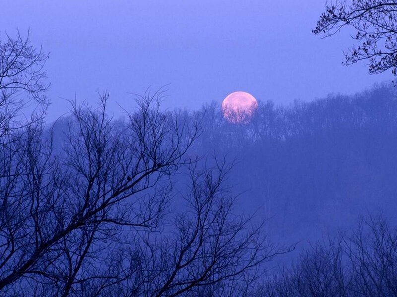 Full Moon over Forest — Blue