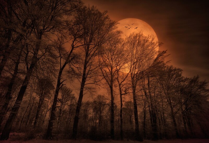 Full Moon over Forest — Dramatic