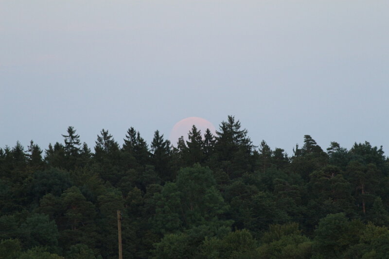 Full Moon over Forest — Green
