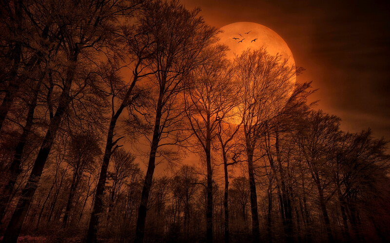 Full Moon over Forest — Orange, Dramatic, Night, Photograph