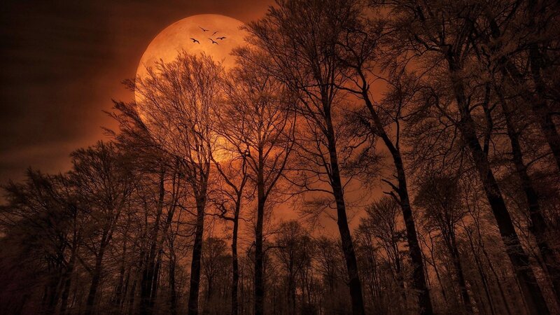 Full Moon over Forest — Orange, Dramatic, Night, Photograph, Trees, Birds