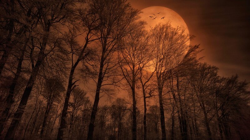 Full Moon over Forest — Orange, Dramatic, Night, Photograph, Trees