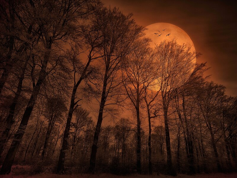 Full Moon over Forest — Orange, Dramatic, Night