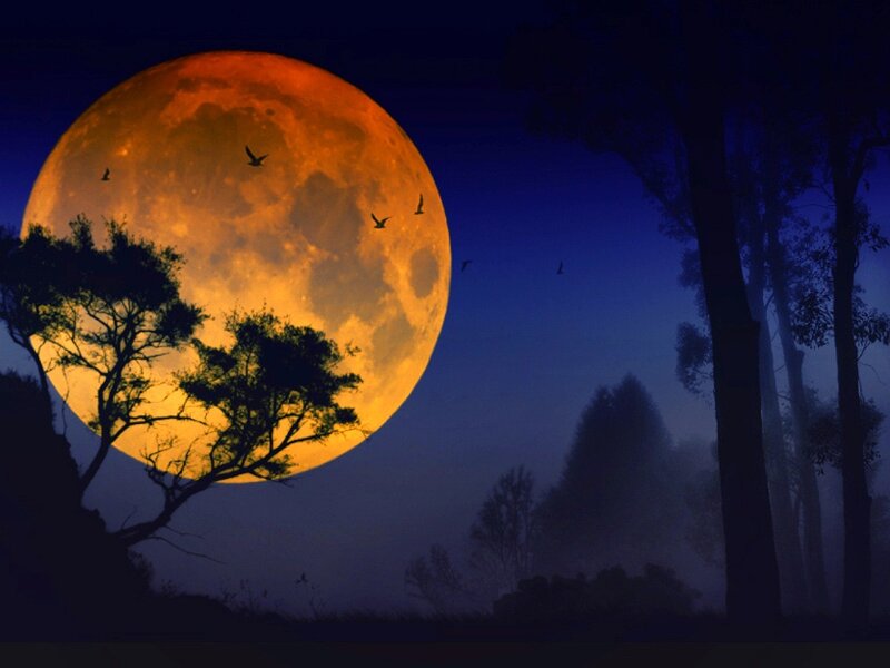 Full Moon over Forest — Orange