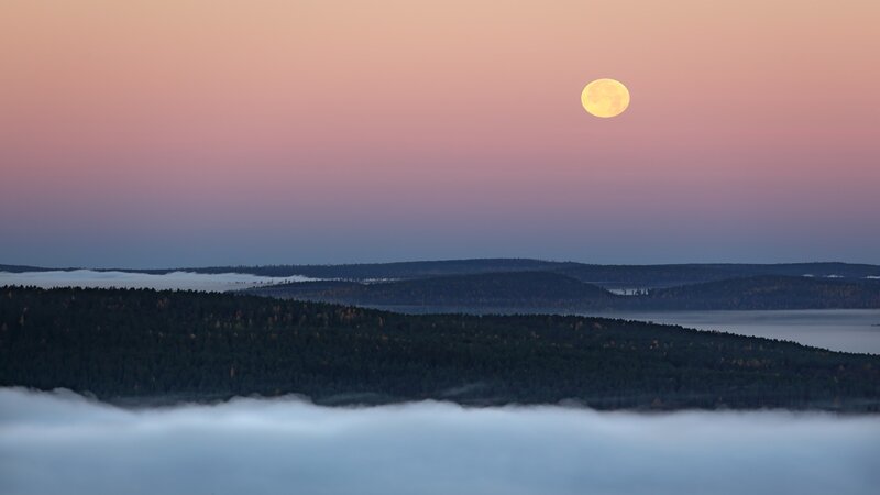 Full Moon over Forest — Pink