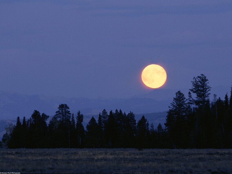 Full moon over forest
