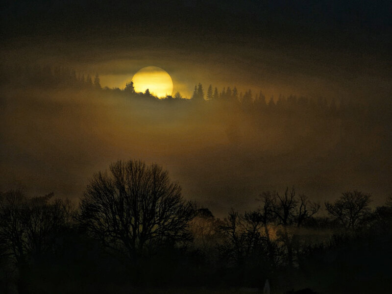 Full Moon over Forest — Yellow