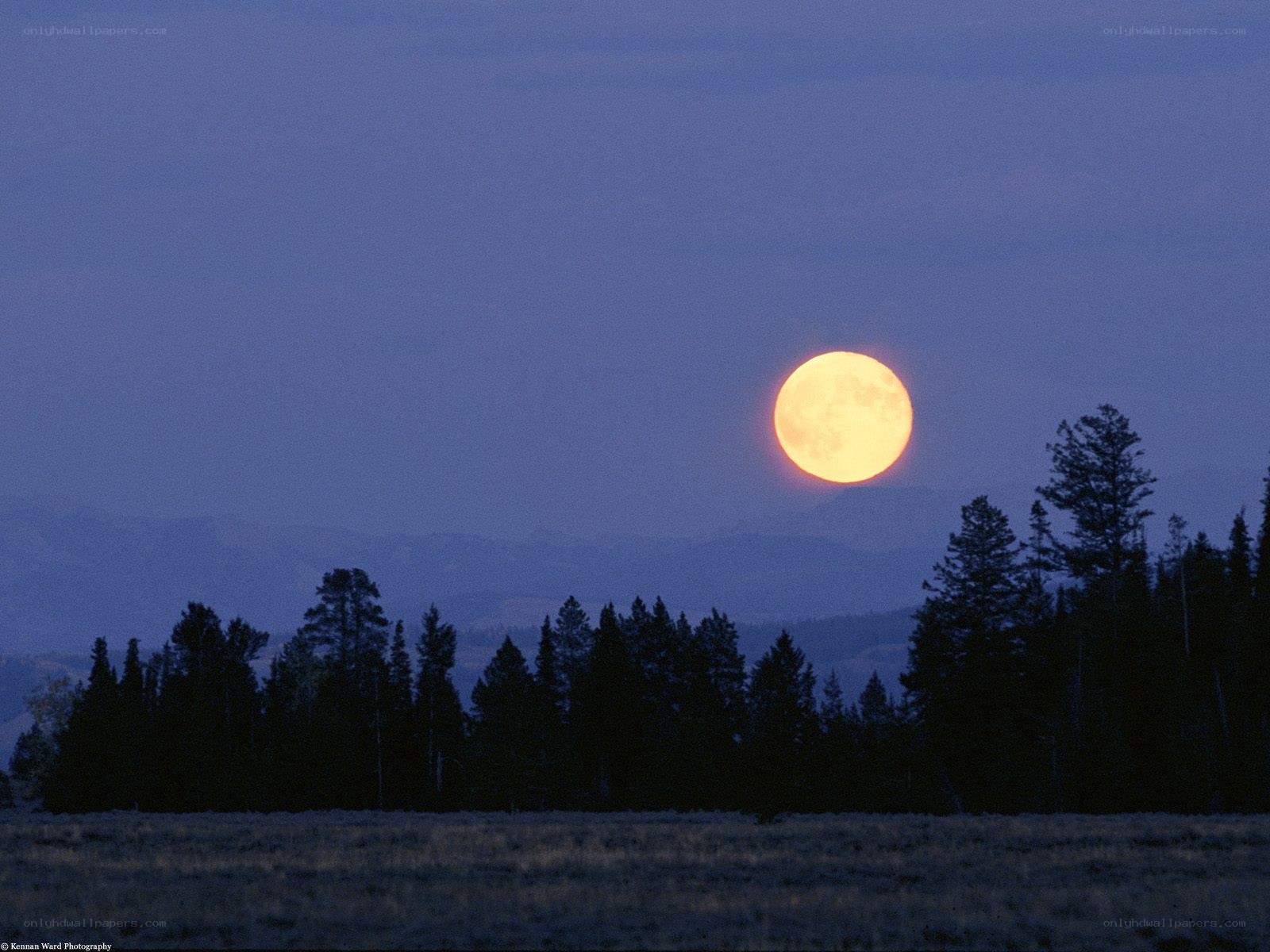 Full moon over forest