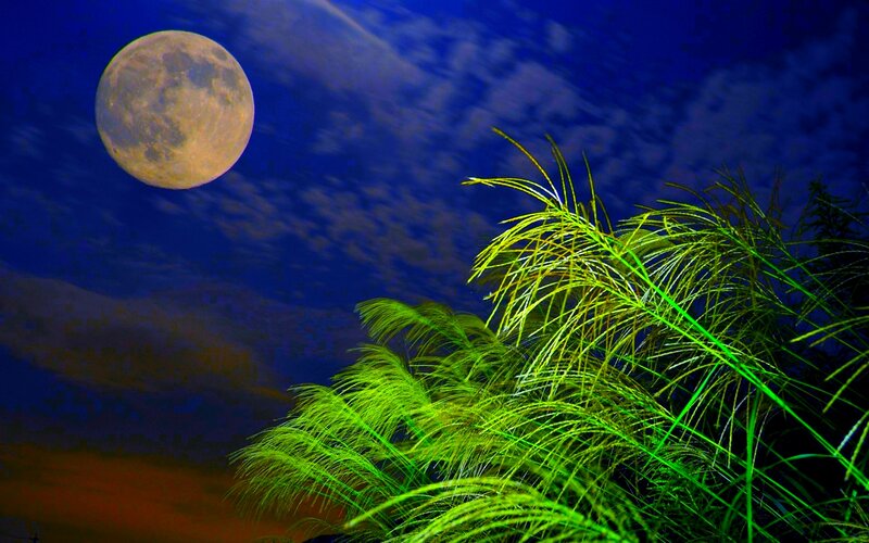 Full Moon over Grass — Blue