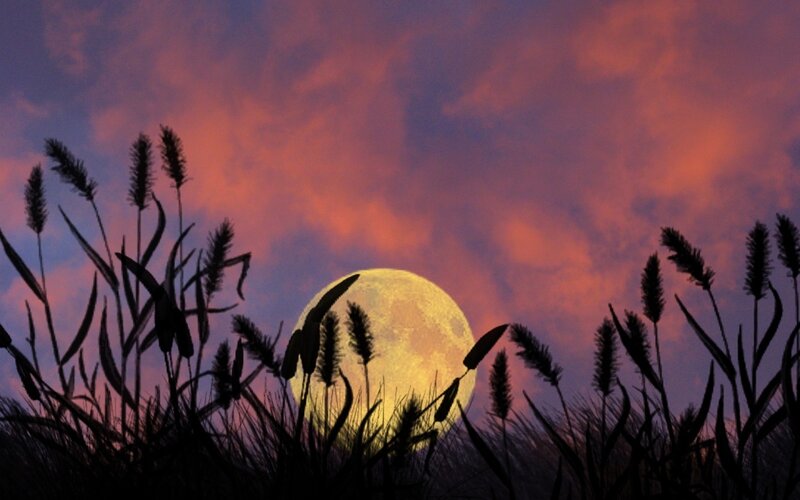 Full Moon over Grass