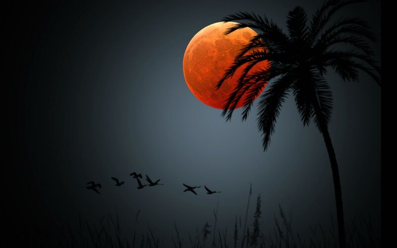 Full Moon over Palm Tree