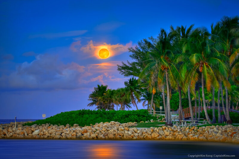 Full Moon over Palm Trees