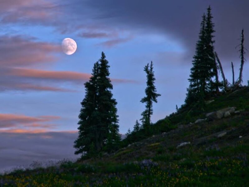 Full Moon over Pine Trees