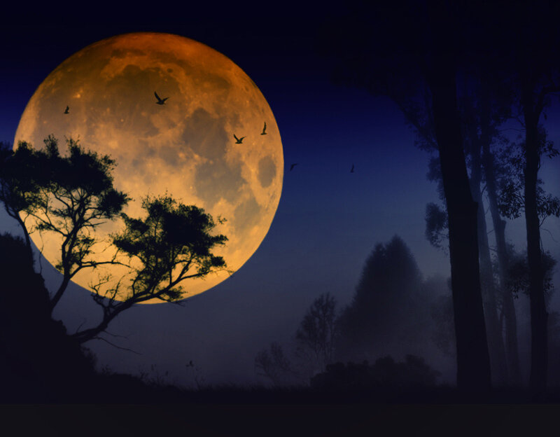 Full moon over silhouetted forest