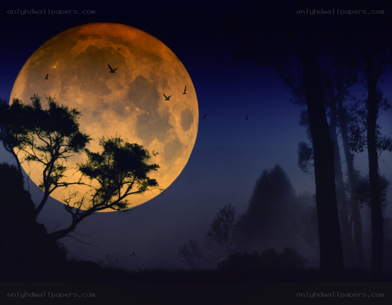 Full moon over silhouetted forest