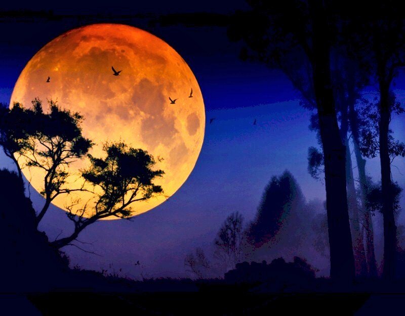 Full moon over silhouetted trees