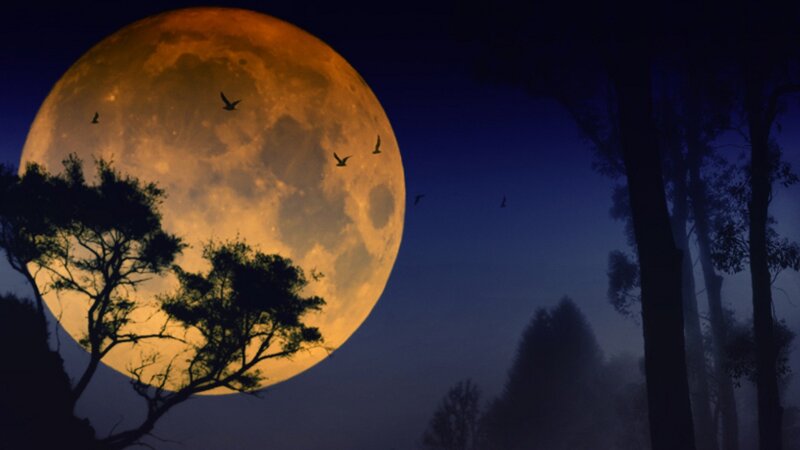 Full moon over silhouetted trees