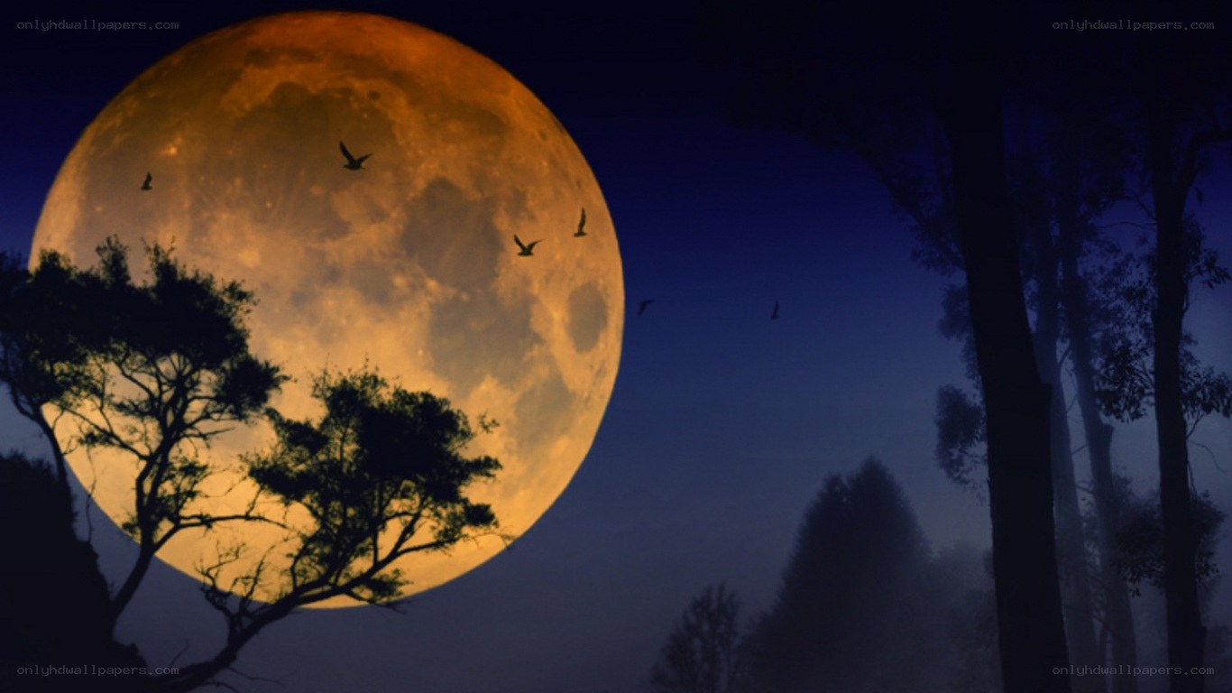 Full moon over silhouetted trees