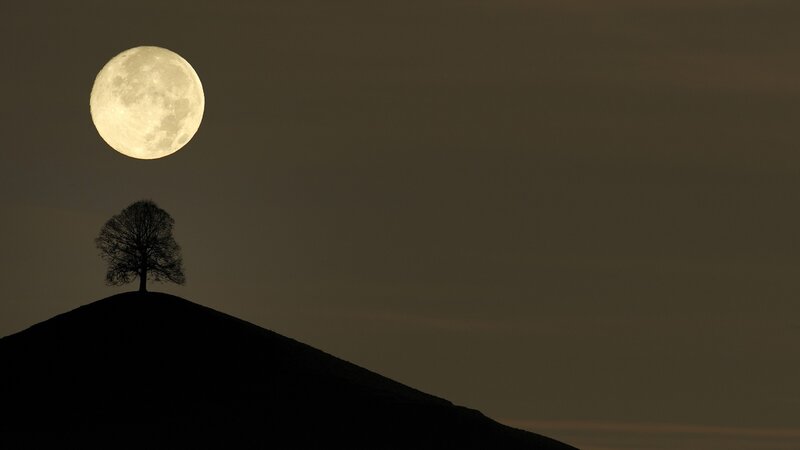 Full Moon over Tree — Black